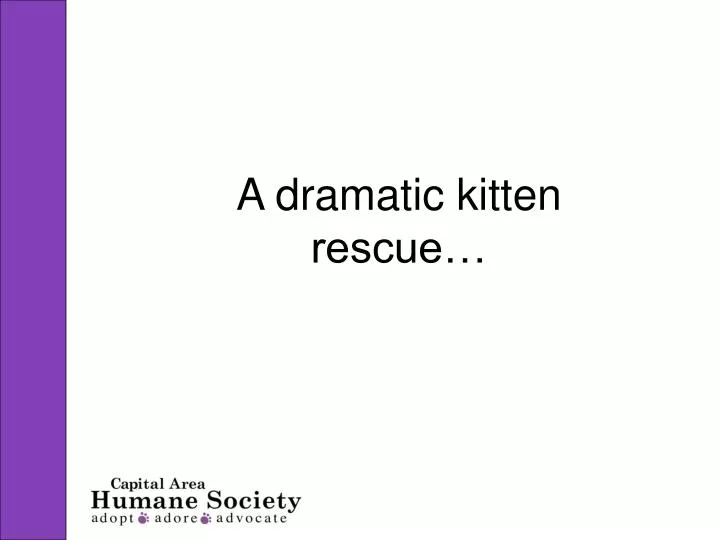 a dramatic kitten rescue