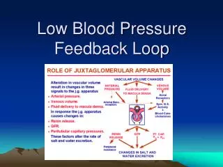 Low Blood Pressure Feedback Loop