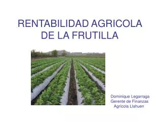 RENTABILIDAD AGRICOLA DE LA FRUTILLA