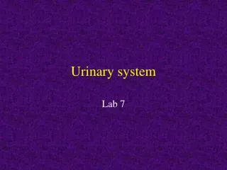 Urinary system