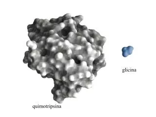 quimotripsina