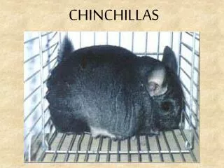 chinchillas