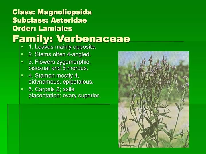 class magnoliopsida subclass asteridae order lamiales family verbenaceae