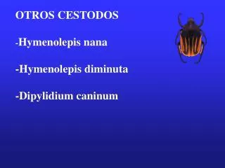 OTROS CESTODOS - Hymenolepis nana -Hymenolepis diminuta -Dipylidium caninum