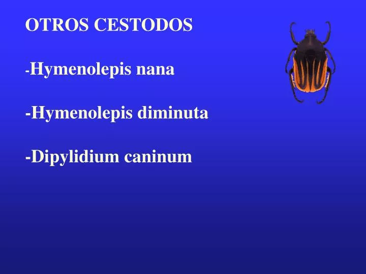 otros cestodos hymenolepis nana hymenolepis diminuta dipylidium caninum