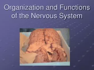 Organization and Functions of the Nervous System