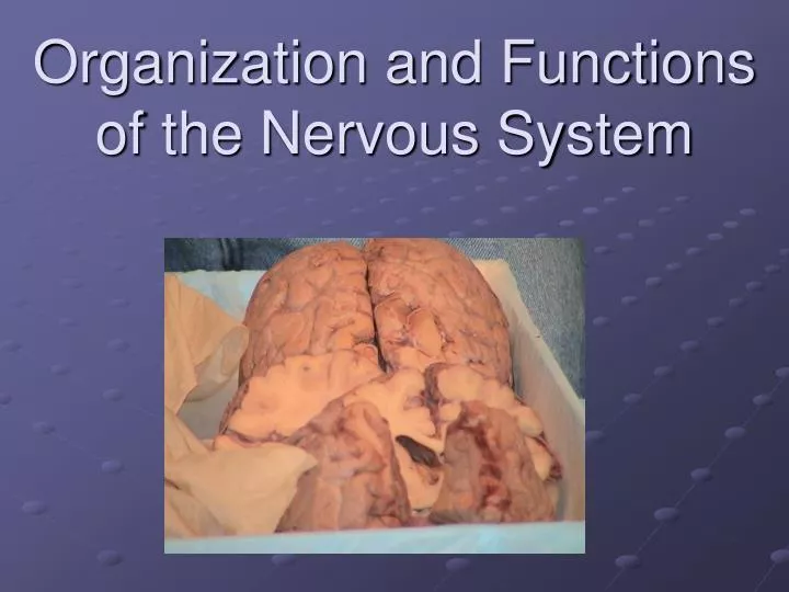 organization and functions of the nervous system