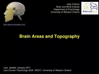 Brain Areas and Topography