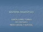 SISTEMA DIGESTIVO - slide 1