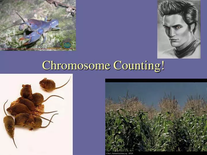 chromosome counting