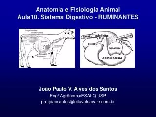 Anatomia e Fisiologia Animal Aula10. Sistema Digestivo - RUMINANTES