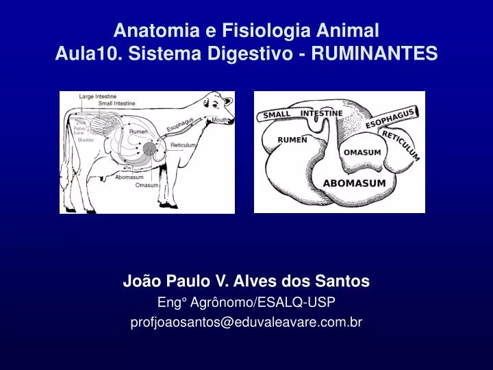 anatomia e fisiologia animal aula10 sistema digestivo ruminantes