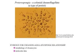 Proterospongia - a colonial choanoflagellate (a type of protist)