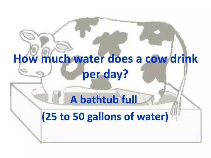 how much water does a cow drink per day