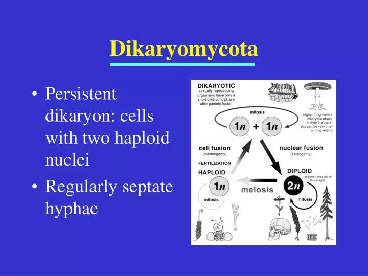 dikaryomycota