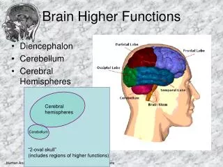 Brain Higher Functions