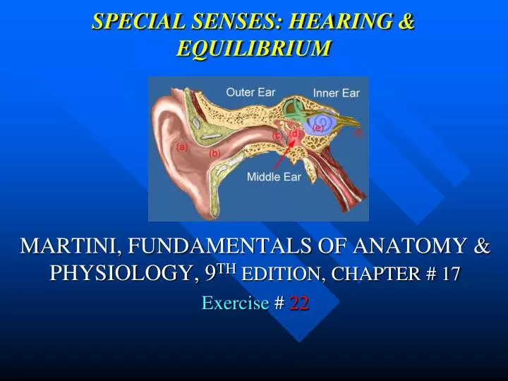 special senses hearing equilibrium