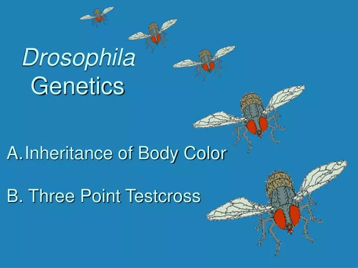drosophila genetics