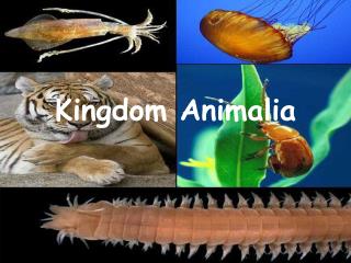 Kingdom Animalia