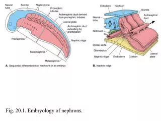 Fig. 20.1. Embryology of nephrons.