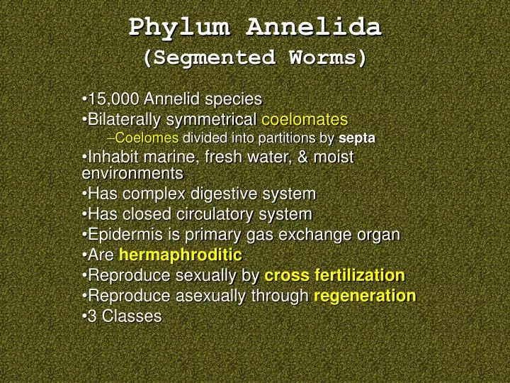 phylum annelida segmented worms