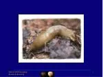 MULTIMODAL EMOTION PERCEPTION: ANALOGOUS TO SPEECH PROCESSES - slide 1
