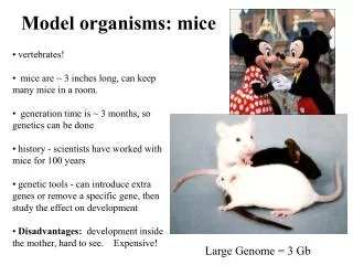 Model organisms: mice