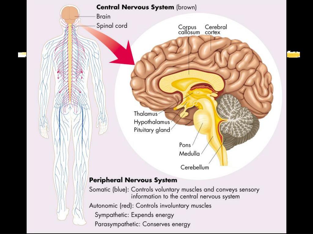PPT - Peripheral Nervous System PowerPoint Presentation, free download ...