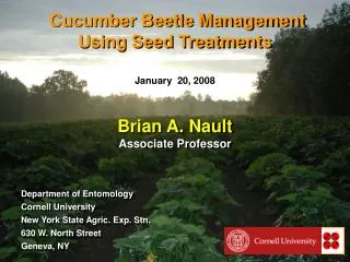 Cucumber Beetle Management Using Seed Treatments