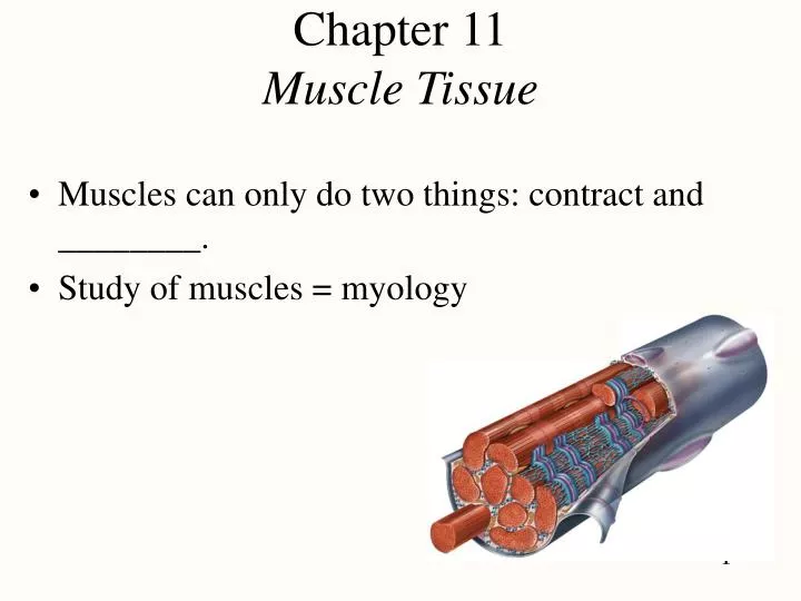 chapter 11 muscle tissue