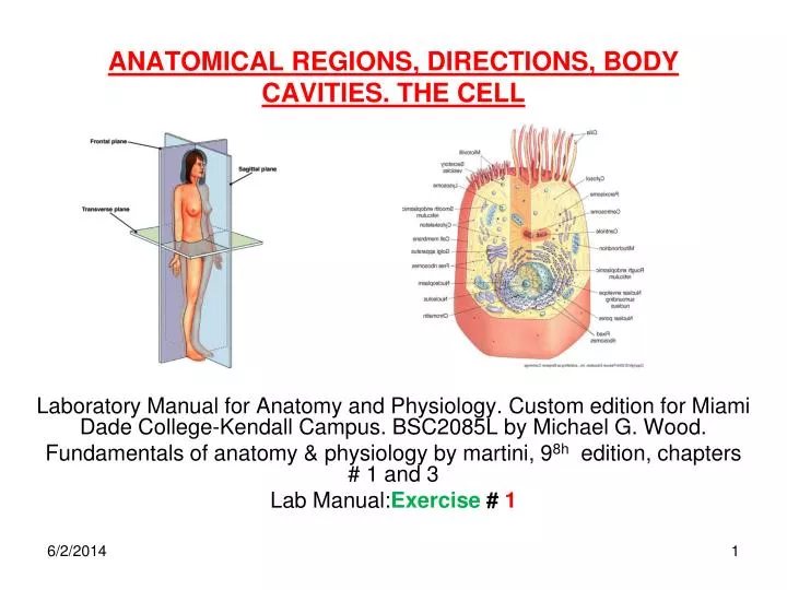 anatomical regions directions body cavities the cell