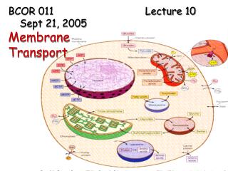 BCOR 011 				Lecture 10 Sept 21, 2005 Membrane Transport