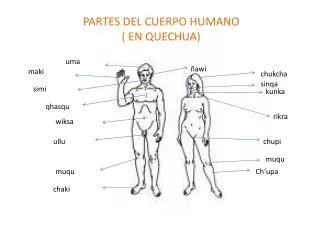PARTES DEL CUERPO HUMANO ( EN QUECHUA)