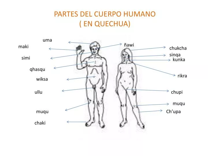 partes del cuerpo humano en quechua