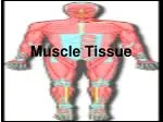 Muscle Tissue - slide 1