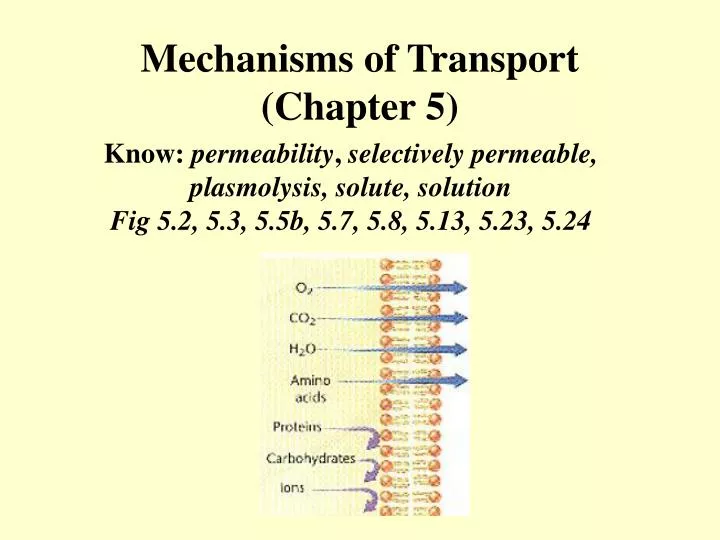 mechanisms of transport chapter 5
