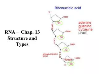 RNA – Chap. 13 Structure and Types