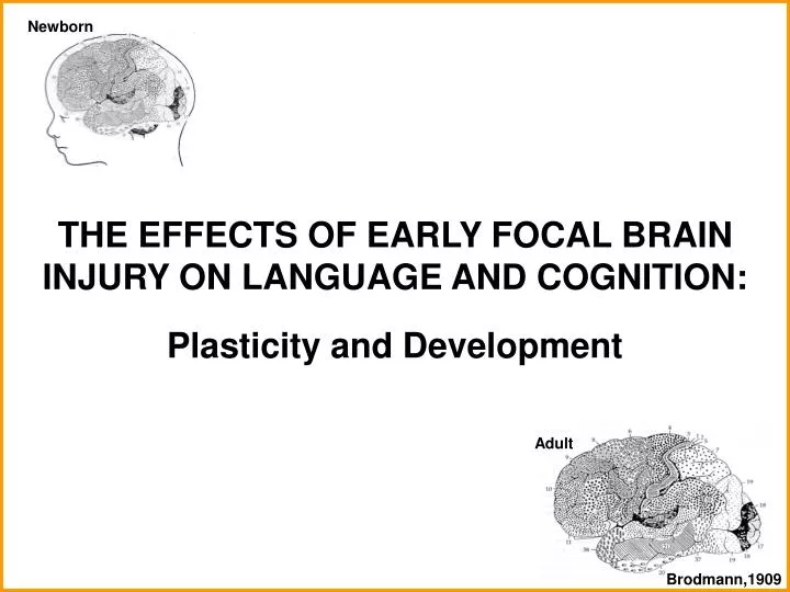 the effects of early focal brain injury on language and cognition plasticity and development