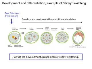 Development and differentiation, example of “sticky” switching