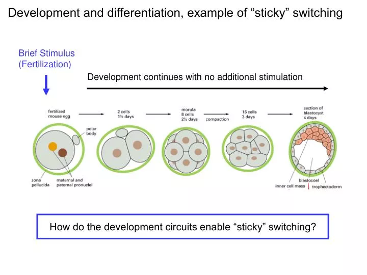 development and differentiation example of sticky switching