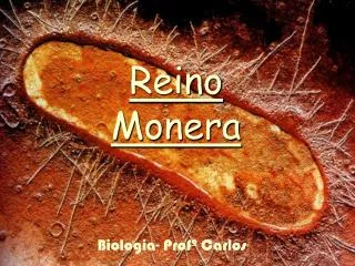 reino monera