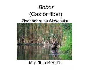 Bobor (Castor fiber)