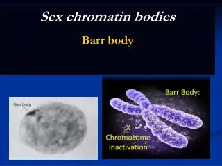 Sex chromatin bodies Barr body
