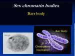 Sex chromatin bodies Barr body - slide 1