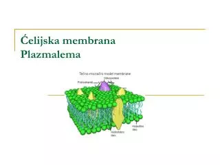 Ćelijska membrana Plazmalema