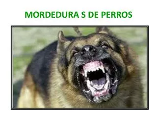 mordedura s de perros