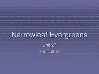 Narrowleaf Evergreens