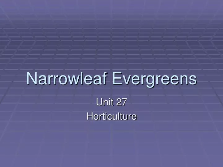 narrowleaf evergreens
