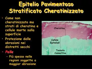 Epitelio Pavimentoso Stratificato Cheratinizzato