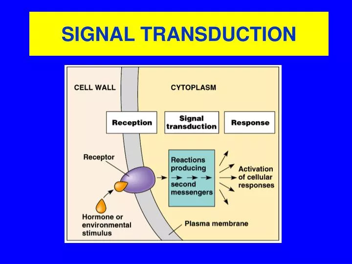 signal transduction